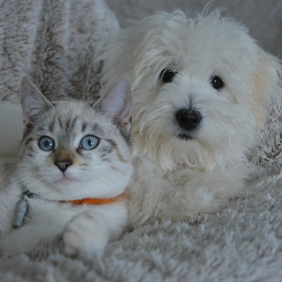 Animaux en vadrouille